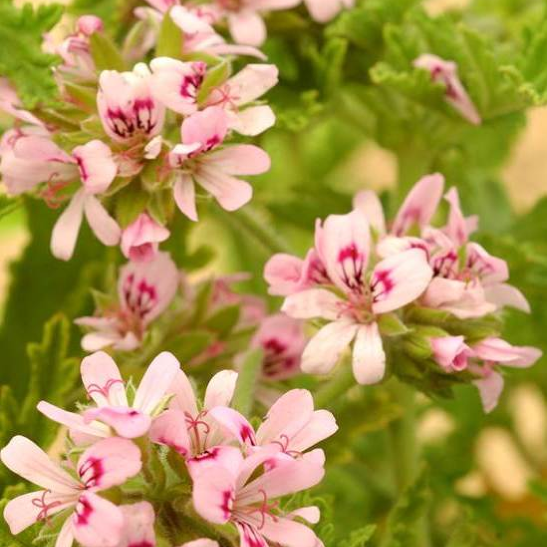 Rose Geranium Hydrosol